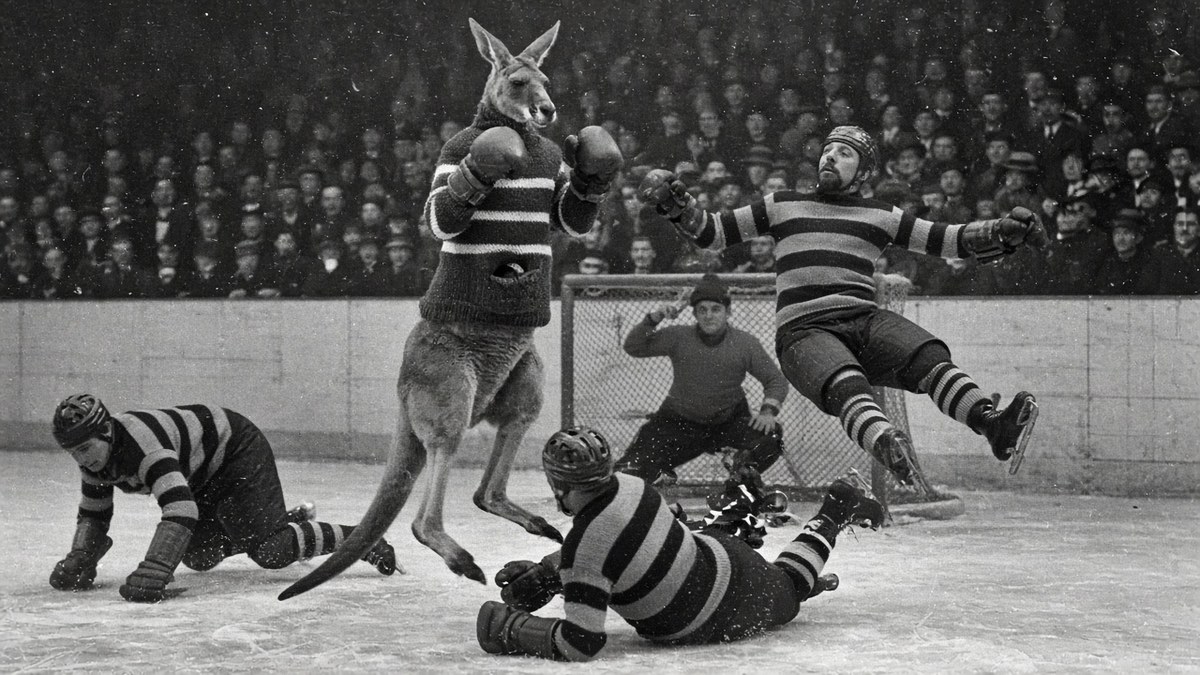 A kangaroo in a striped hockey sweater and boxing gloves standing on the ice as a player flies backwards and others fall around it